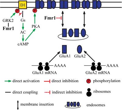 Are FXR Family Proteins Integrators of Dopamine Signaling and Glutamatergic Neurotransmission in Mental Illnesses?